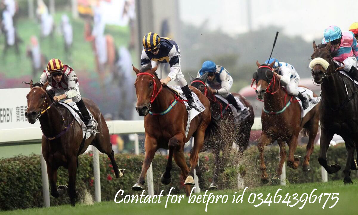 How to bet on Horse Racing in betpro: How to win in Horse Racing in betpro